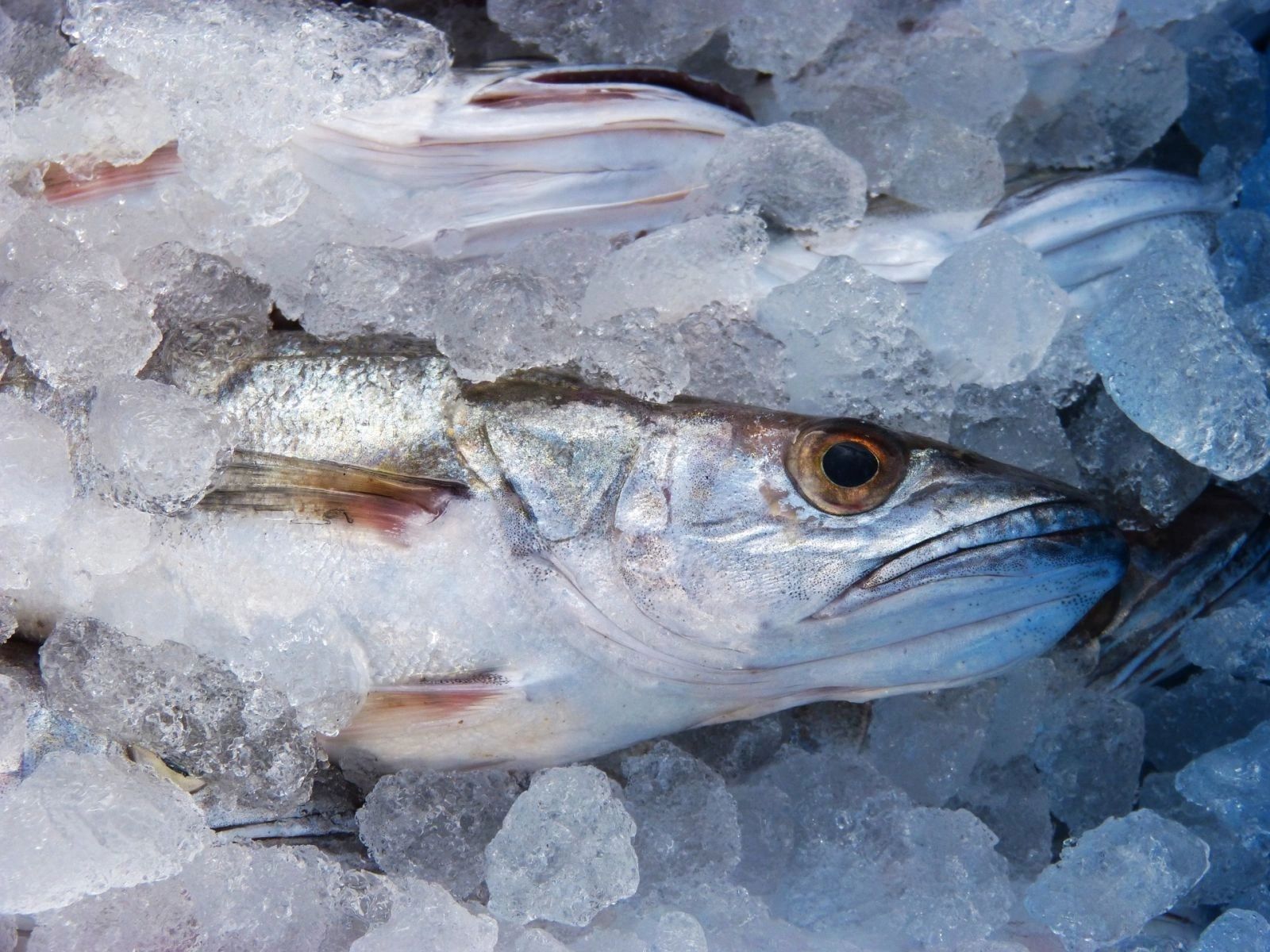 Poissonnerie Fou des Îles
